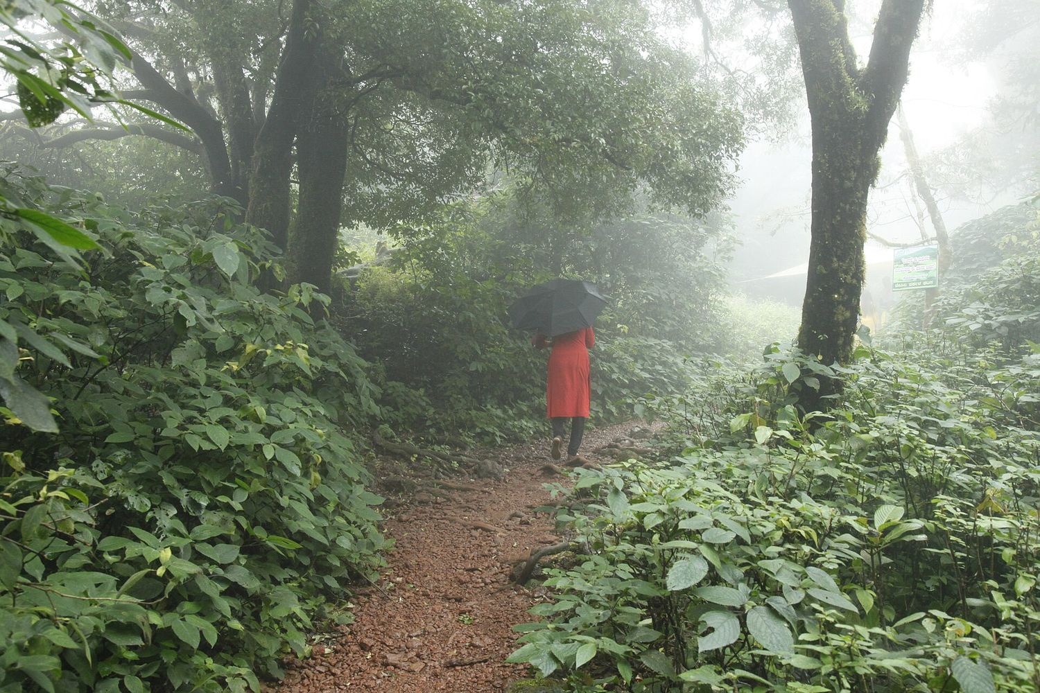 Forest Meditation — Nature