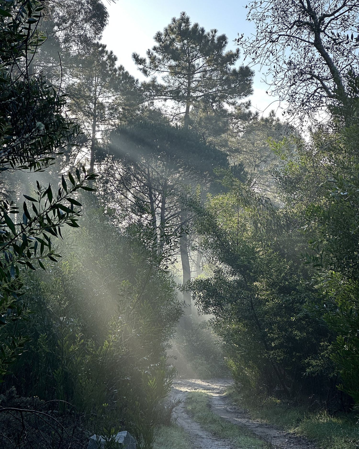 Mist through morning forest